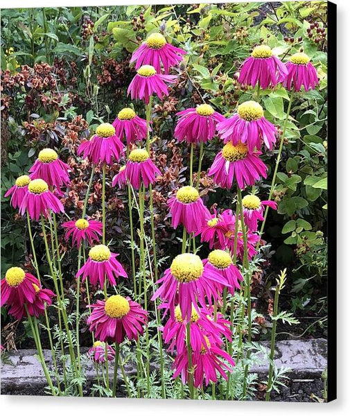 Vibrant Pink flowers Blooming - Canvas Print