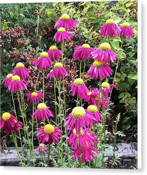 Vibrant Pink flowers Blooming - Canvas Print