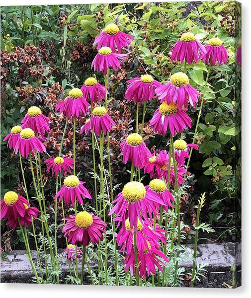 Vibrant Pink flowers Blooming - Canvas Print