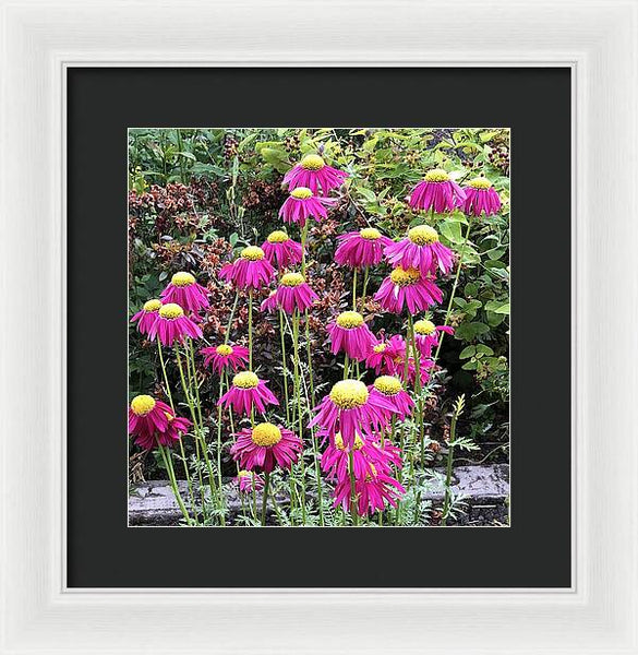 Vibrant Pink flowers Blooming - Framed Print