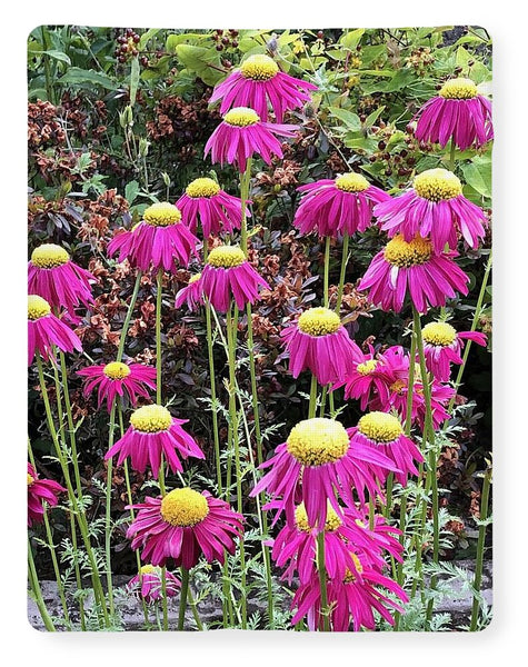 Vibrant Pink flowers Blooming - Blanket