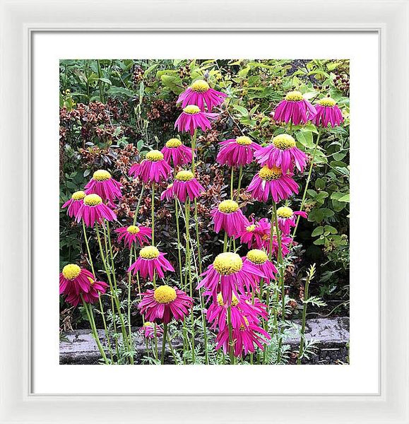 Vibrant Pink flowers Blooming - Framed Print