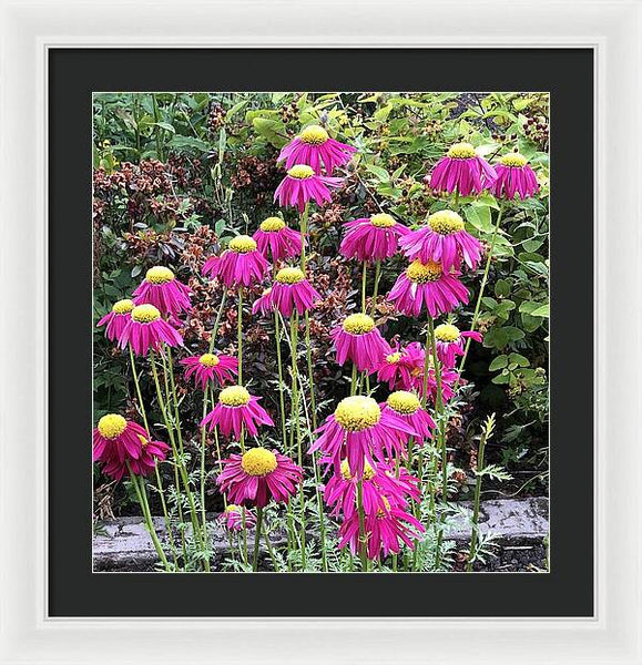 Vibrant Pink flowers Blooming - Framed Print