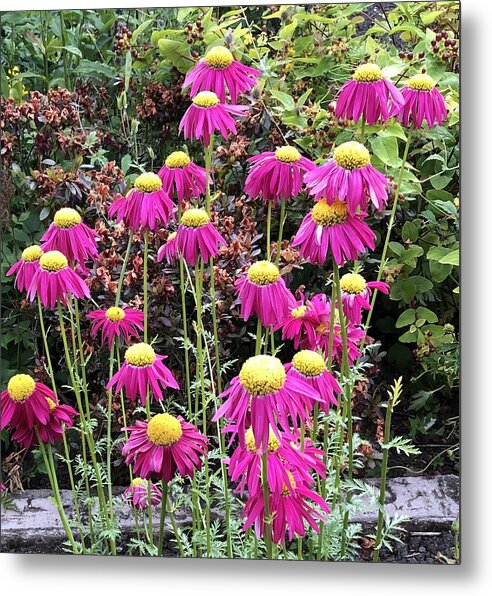 Vibrant Pink flowers Blooming - Metal Print