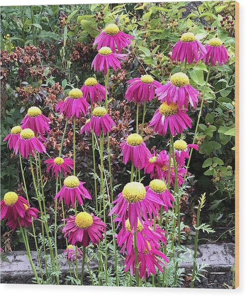 Vibrant Pink flowers Blooming - Wood Print