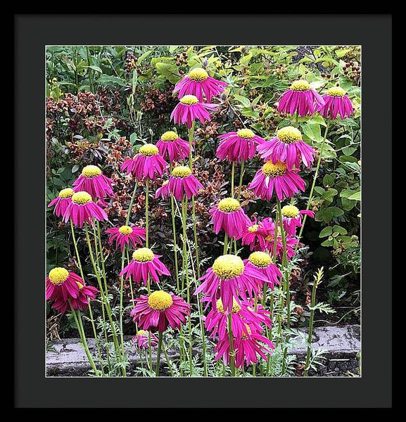 Vibrant Pink flowers Blooming - Framed Print