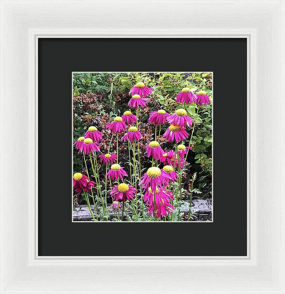 Vibrant Pink flowers Blooming - Framed Print