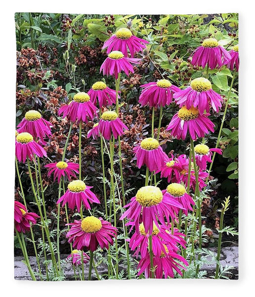 Vibrant Pink flowers Blooming - Blanket