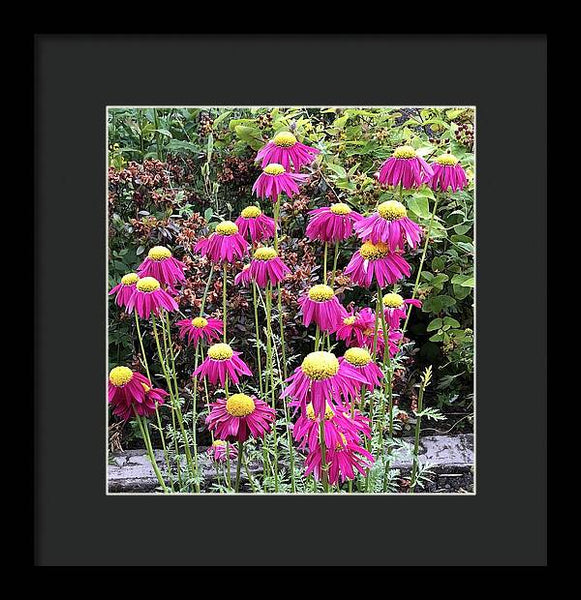 Vibrant Pink flowers Blooming - Framed Print