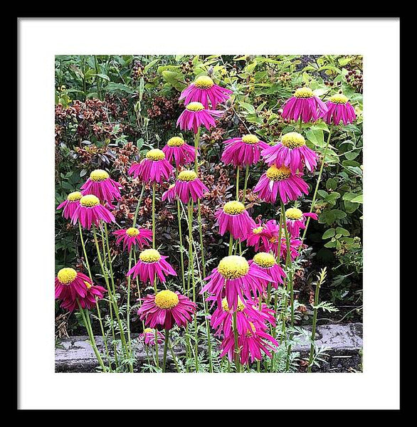 Vibrant Pink flowers Blooming - Framed Print