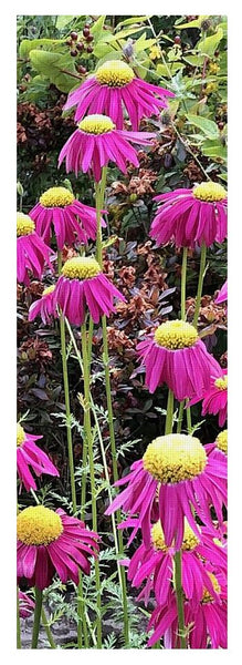 Vibrant Pink flowers Blooming - Yoga Mat