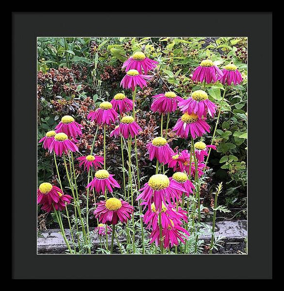 Vibrant Pink flowers Blooming - Framed Print