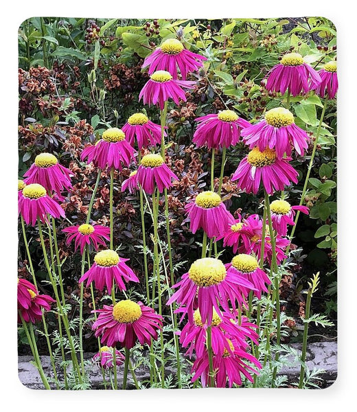 Vibrant Pink flowers Blooming - Blanket