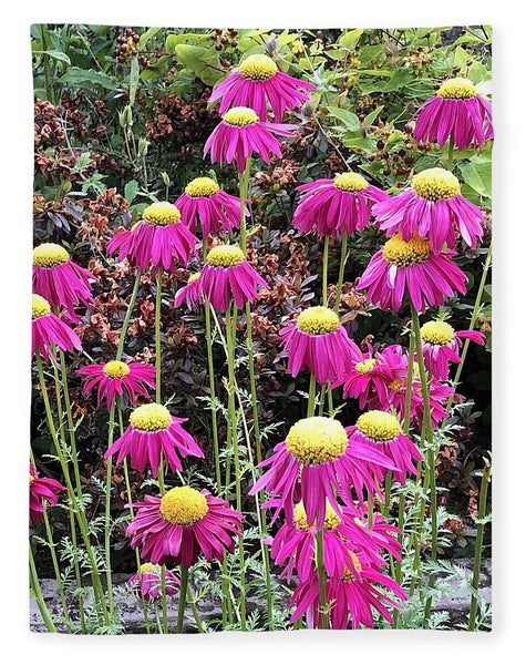 Vibrant Pink flowers Blooming - Blanket