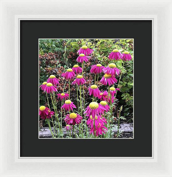 Vibrant Pink flowers Blooming - Framed Print
