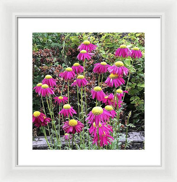 Vibrant Pink flowers Blooming - Framed Print