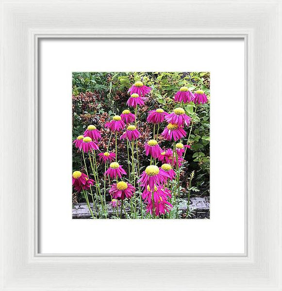 Vibrant Pink flowers Blooming - Framed Print