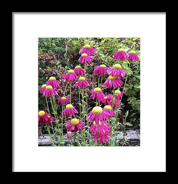 Vibrant Pink flowers Blooming - Framed Print
