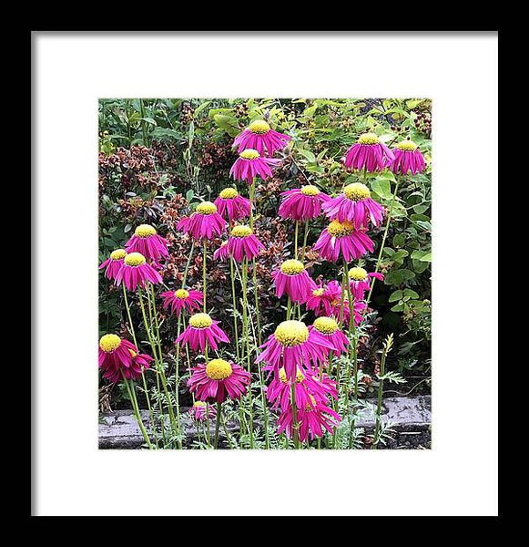 Vibrant Pink flowers Blooming - Framed Print