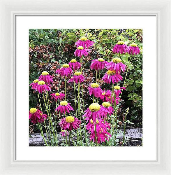 Vibrant Pink flowers Blooming - Framed Print