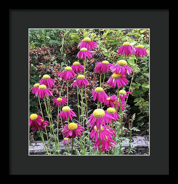 Vibrant Pink flowers Blooming - Framed Print