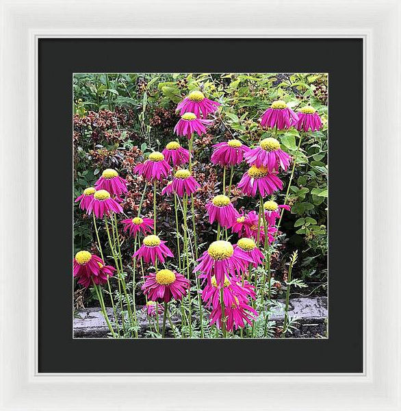 Vibrant Pink flowers Blooming - Framed Print