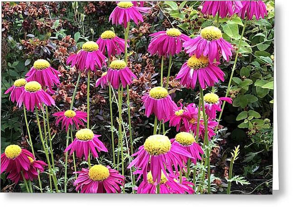 Vibrant Pink flowers Blooming - Greeting Card