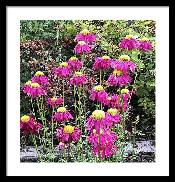 Vibrant Pink flowers Blooming - Framed Print