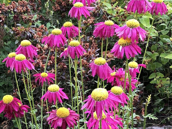 Vibrant Pink flowers Blooming - Puzzle