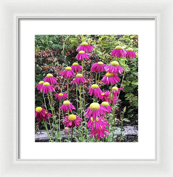 Vibrant Pink flowers Blooming - Framed Print