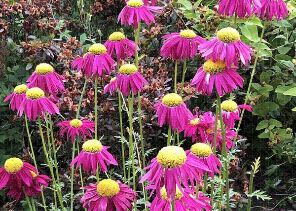 Vibrant Pink flowers Blooming - Puzzle
