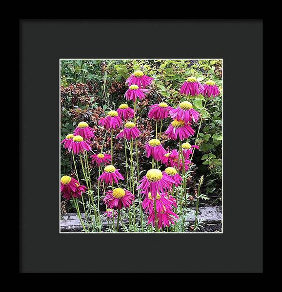 Vibrant Pink flowers Blooming - Framed Print
