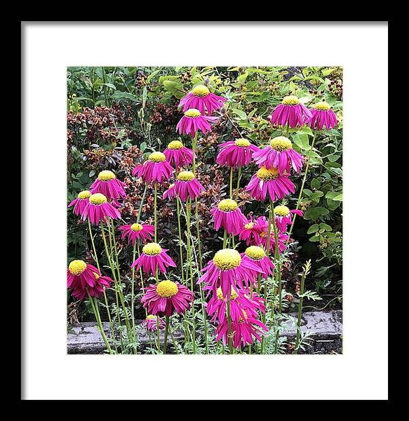 Vibrant Pink flowers Blooming - Framed Print