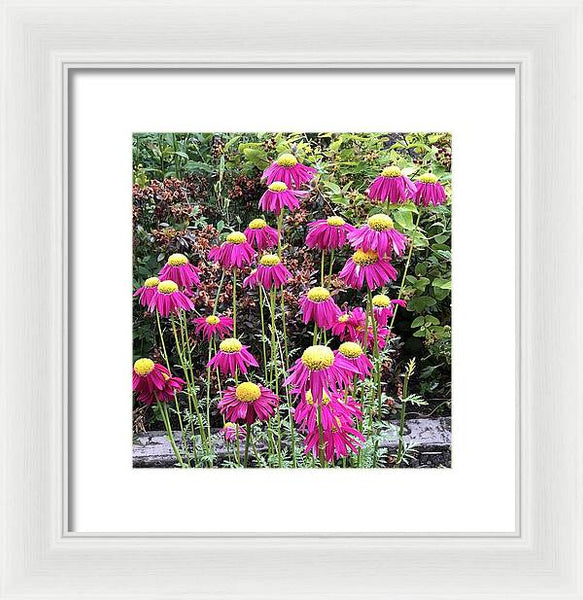 Vibrant Pink flowers Blooming - Framed Print