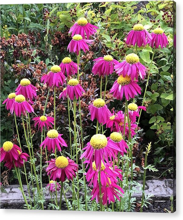 Vibrant Pink flowers Blooming - Acrylic Print