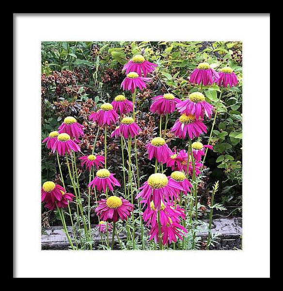 Vibrant Pink flowers Blooming - Framed Print