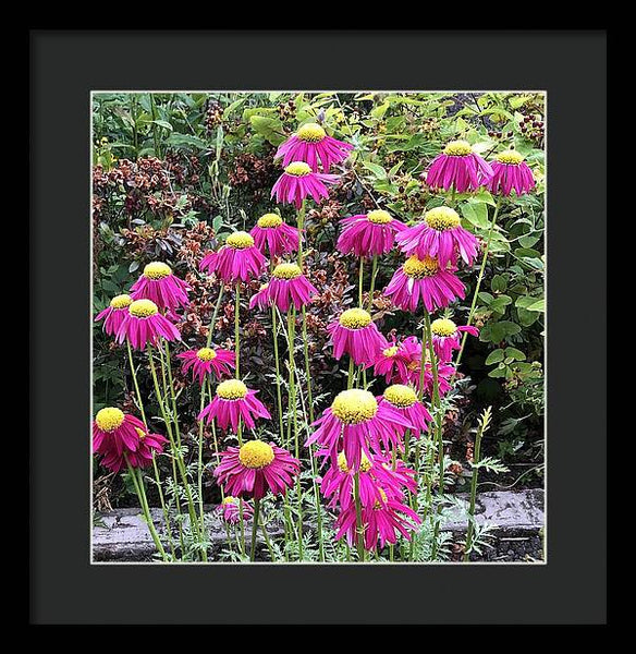 Vibrant Pink flowers Blooming - Framed Print