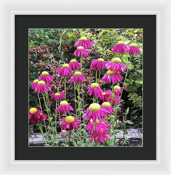 Vibrant Pink flowers Blooming - Framed Print
