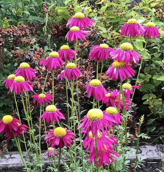 Vibrant Pink flowers Blooming - Art Print